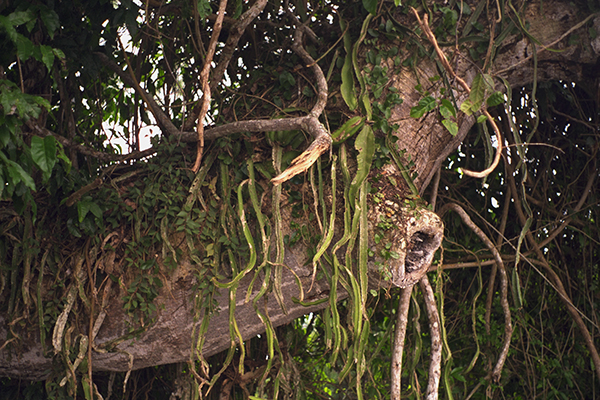 Lamanai Jungle plant