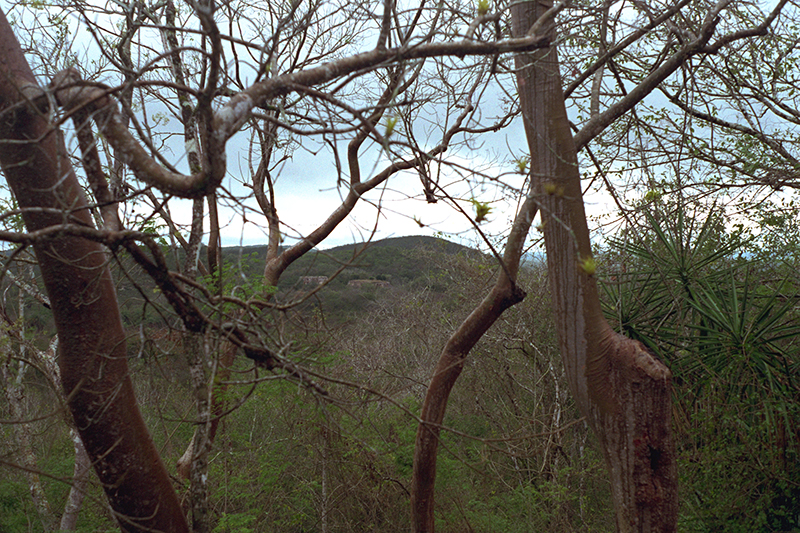 View through vegetation looking for the path back