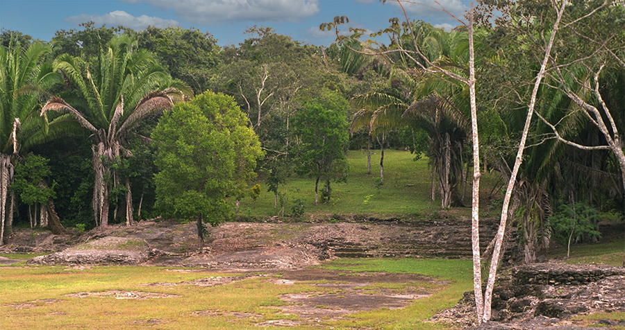Wide view of the site of Kohunlich filled with palm trees