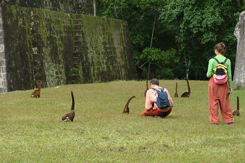 Coatimundi at Tikal