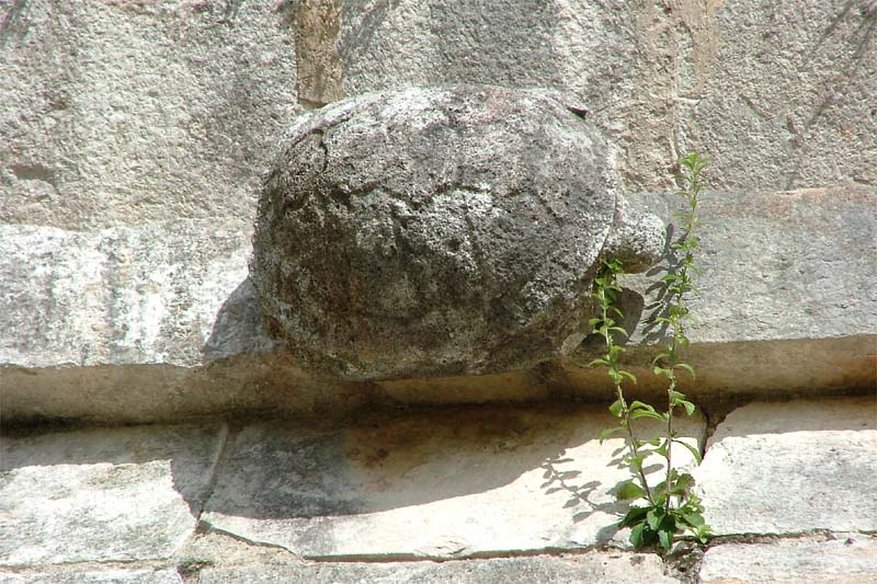 House of the Turtles, detail of a turtle