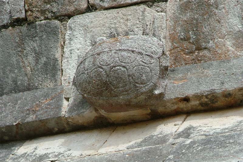 House of the Turtles. Each turtle has a different shell pattern, this one has circles on its shell