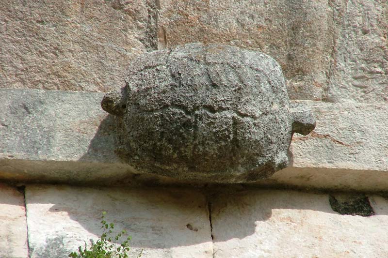 House of the Turtles, another differently patterned turtle